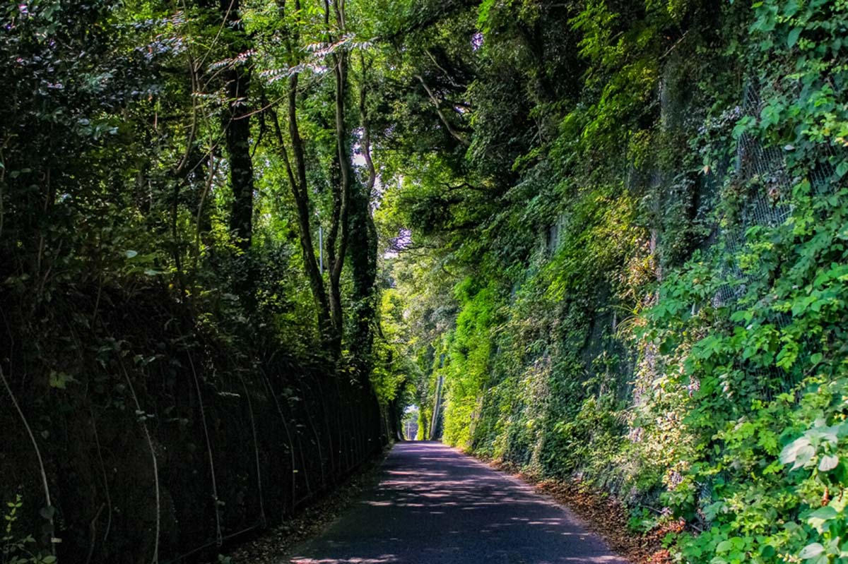 汽車道「緑のトンネル」