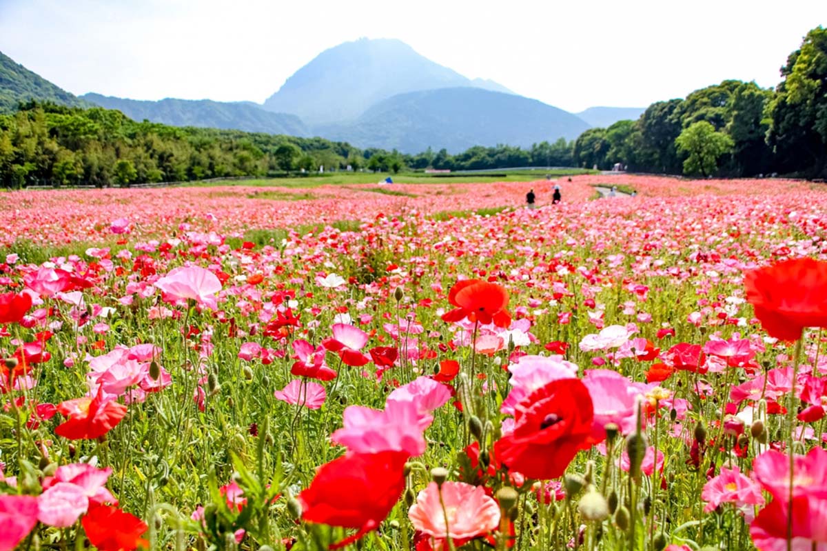 しまばら火張山花公園「春の花まつり」
