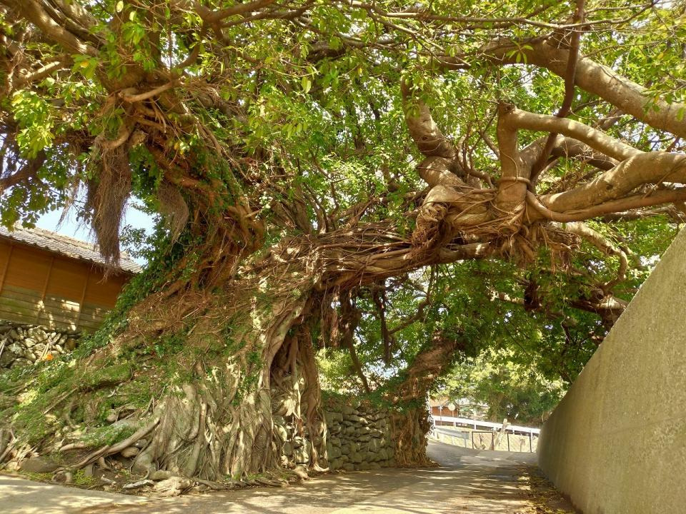 南島原コース/あこうの木