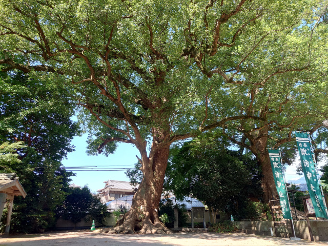 深江諏訪神社の社叢