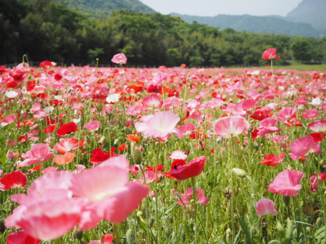しまばら火張山花公園「春の花まつり」