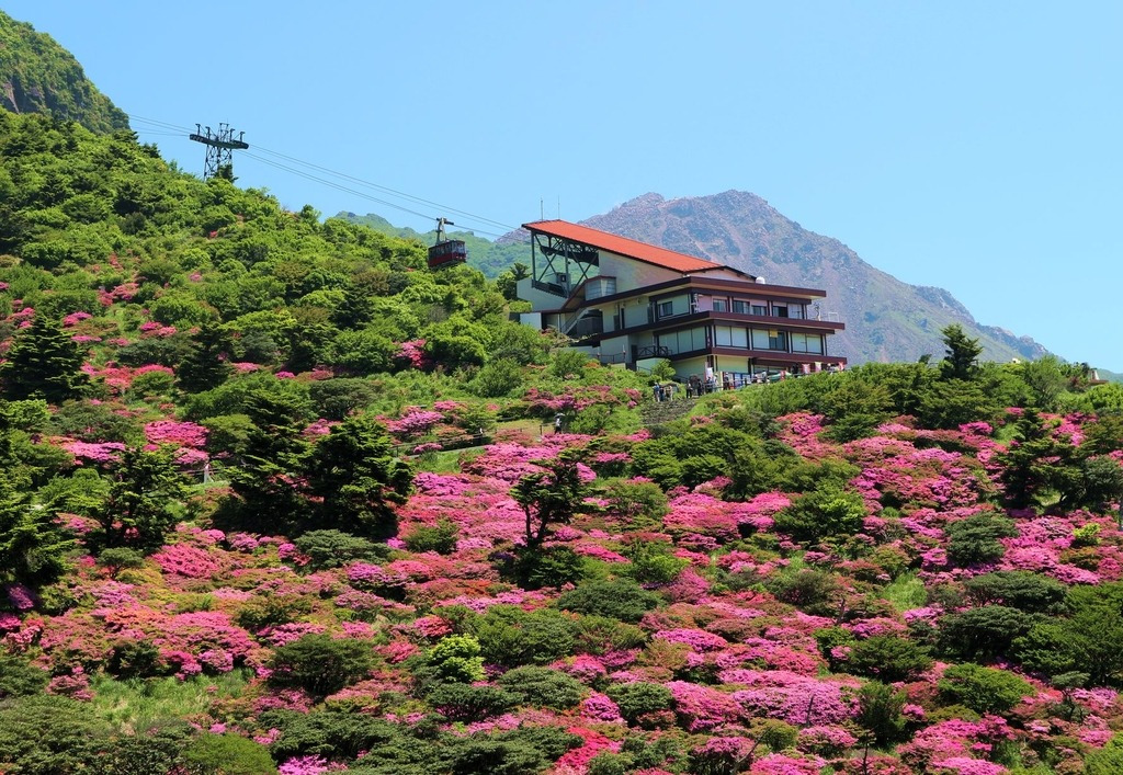 仁田峠のミヤマキリシマ