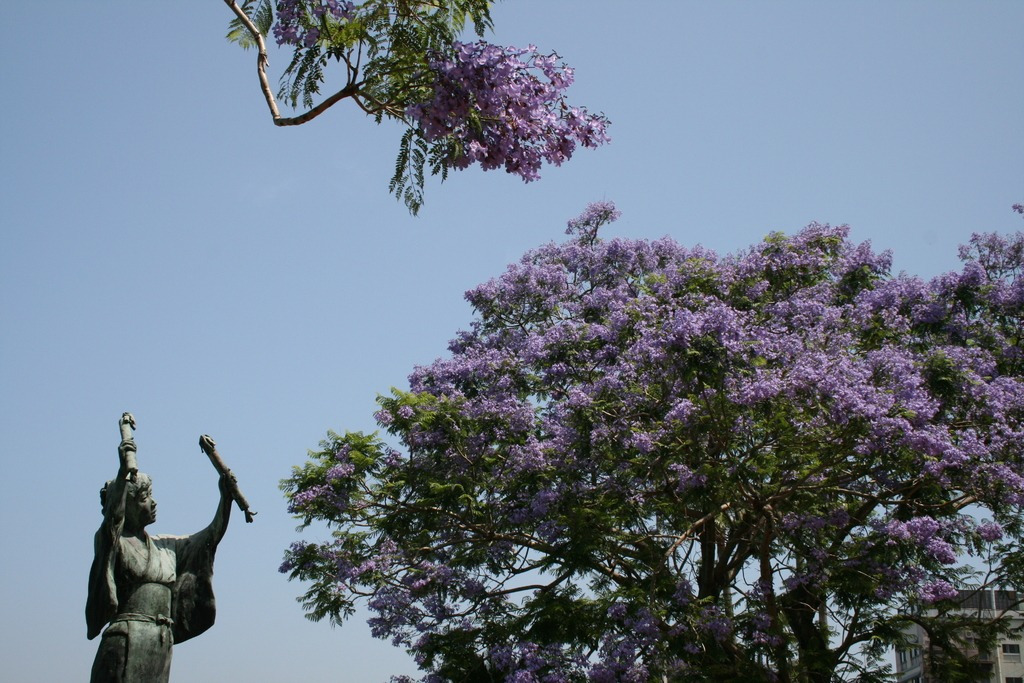 小浜温泉ジャカランダフェスタ
